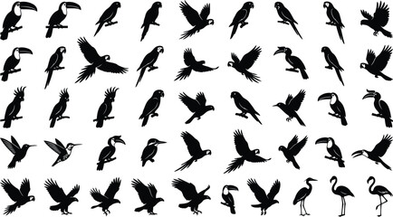 Tropical Bird Silhouettes On White Background Collection Of Avian Shapes © Noyon