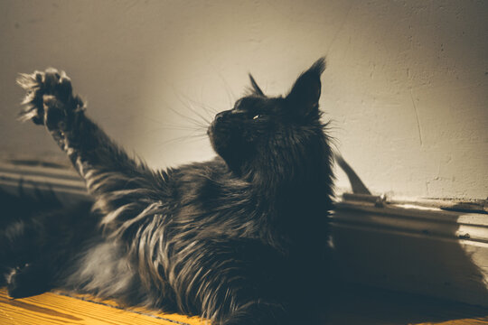 A black Maine Coon cat lounging on a wooden floor, stretching its paw towards the wall. The cat has long fur and prominent ear tufts.