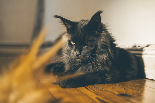 A large black Maine Coon cat sits on a wooden floor, gazing intently at a toy in the foreground. The cat has long fur and prominent ear tufts.