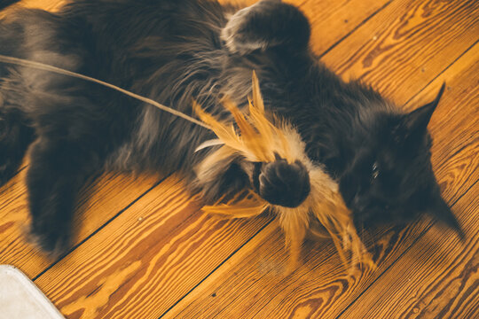 A playful black Maine Coon cat lies on a wooden floor, engaging with a feather toy. The cat has long fur and large ears, showcasing its playful nature.