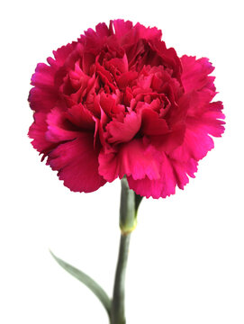 Close-up red pink, purple Carnation Flower bud, Petals, leaf  on white background.