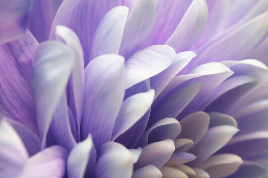Smoke Close-up selective soft focus cream lilac, violet chrysanthemums Flower bud, Petals. Natural art blur macro background.