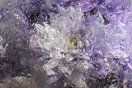 Smoke soft focus aster, chrysanthemum Flower, leaf through glass with wet water Drops. Abstract flow natural blur background.