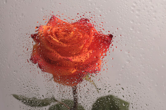 Smoke soft focus red Rose Flower, leaf through glass with wet water Drops. Abstract flow natural blur background.