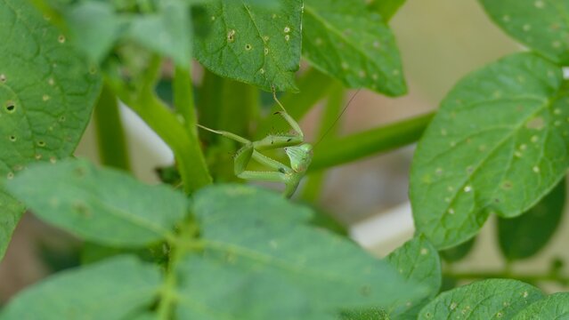 Macro shot of a green praying mantis looking at the camera through garden leaves, sharp focus wildlife photography