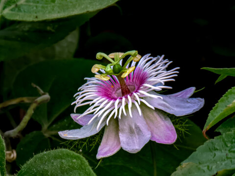 Exotic wild passion flower or Passiflora foetida blooming in its natural habitat with green leaves.