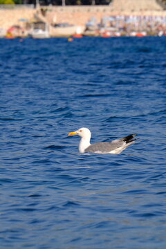 Seagull at Crystal turquoise water of Ionian Sea in Albania Saranda Ksamil.