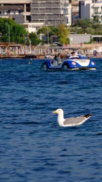Seagull at Crystal turquoise water of Ionian Sea in Albania Saranda Ksamil.