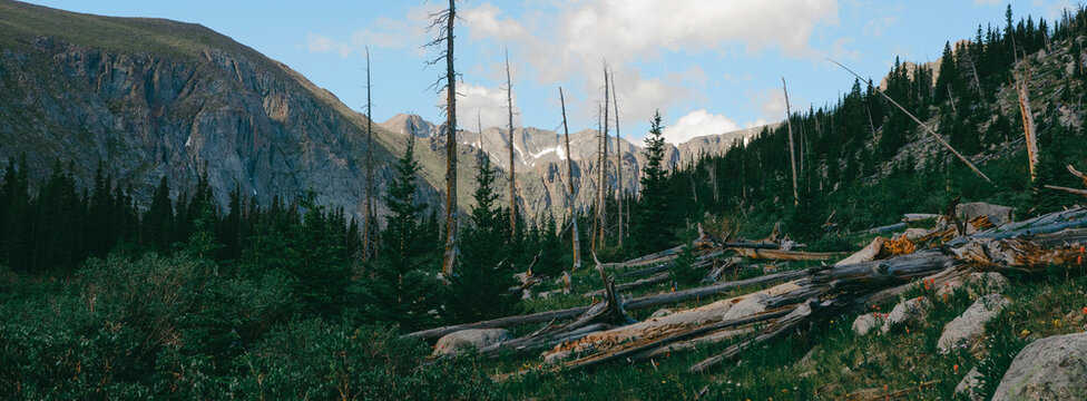 Colorado Forest