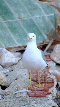 Seagull at Crystal turquoise water of Ionian Sea in Albania Saranda Ksamil.