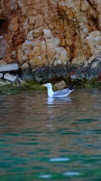 Seagull at Crystal turquoise water of Ionian Sea in Albania Saranda Ksamil.