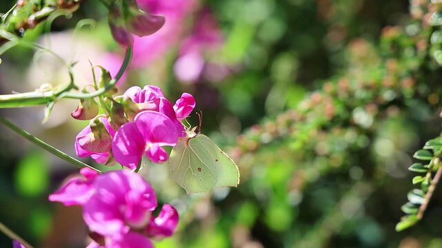Slow motion brimstone butterfly landing on sweet pea flower