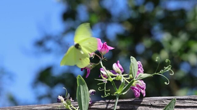 Brimstone butterfly flying away from a purple flower in slow motion