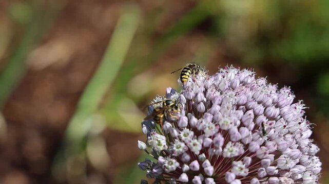 Wasps pollinating a purple allium flower in slow motion