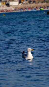 Seagull at Crystal turquoise water of Ionian Sea in Albania Saranda Ksamil.