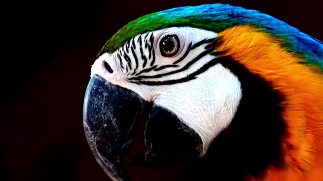 Extreme close-up footage of a blue and yellow macaw showing intricate feather patterns, eye detail and powerful beak in natural light.