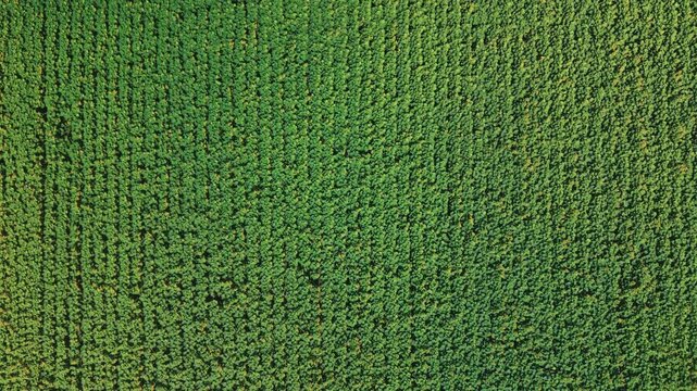 Dynamic top down aerial flyover captures rows of green sunflowers creating natural geometric pattern and structured background texture.