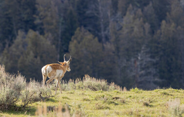 Pronghorn Buck in Wyoming in Summer © natureguy
