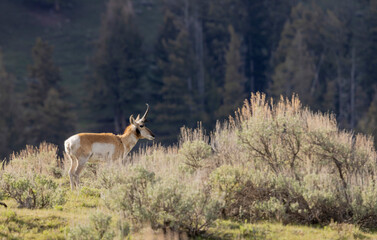 Pronghorn Buck in Wyoming in Summer © natureguy