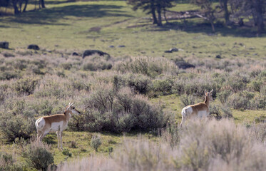 Pronghorn Does in Wyoming in Summer © natureguy