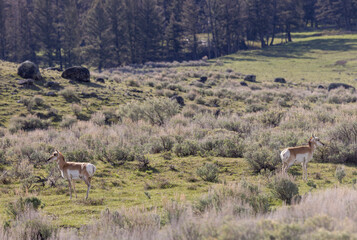 Pronghorn Does in Wyoming in Summer © natureguy