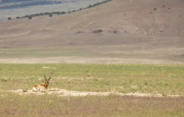 Pronghorn Buck in Wyoming in Summer © natureguy