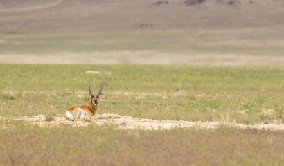 Pronghorn Buck in Wyoming in Summer © natureguy