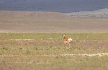 Pronghorn Buck in Wyoming in Summer © natureguy
