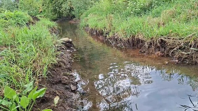 Low flow river. Narrow stream flows through lush green meadow. Small creek with clear water running over mud banks in nature. Peaceful forest landscape for environmental concept.