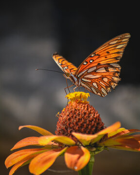 Gulf Fritillary Butterfly on an Orange Flower