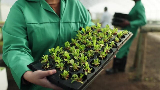 Rows of Green Leafy Vegetables in Hydroponic Greenhouse Farm