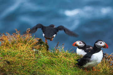 Fototapeta premium Atlantic Puffins on Grassy Coastal Cliff in Iceland