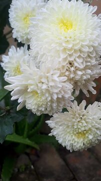 Fresh White Chrysanthemum Flowers in Full Bloom Close Up