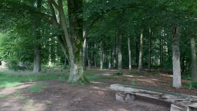 Camera slowly panning across a tranquil forest glade