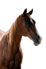 Studio portrait of a bay horse with flowing mane isolated on a white background © PIC by Femke