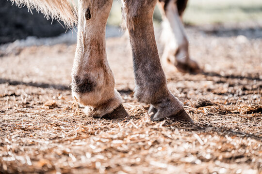 Close-up of horse hooves and lower legs standing on wood chip bedding in an outdoor paddock