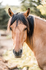 Close-up portrait of a buckskin horse with dark mane standing in a sunlit paddock with soft blurred background © PIC by Femke