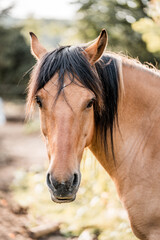 Close-up portrait of a buckskin horse with dark mane standing outdoors on a sunlit rural farm with a softly blurred background © PIC by Femke