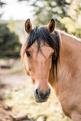 Close-up portrait of a buckskin horse with a dark mane standing in a sunlit paddock with blurred trees © PIC by Femke