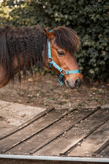 Chestnut pony with braided mane wearing a turquoise halter standing beside wooden steps and hedges © PIC by Femke