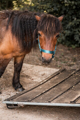 Close-up portrait of a brown pony with shaggy mane wearing a teal halter standing by a wooden ramp in a rustic outdoor farm setting © PIC by Femke