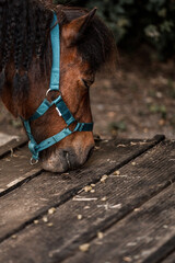 Close-up of brown horse with braided mane wearing turquoise halter nuzzling wooden deck outdoors © PIC by Femke