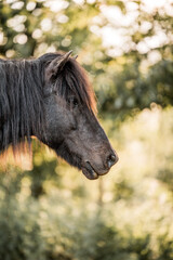 Close-up portrait of a black horse head in profile with long mane and warm golden sunlight outdoors © PIC by Femke