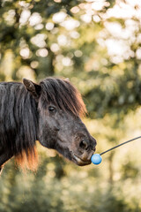 Close-up portrait of a black pony with long mane interacting with a small blue ball on a lead in a sunlit pasture © PIC by Femke
