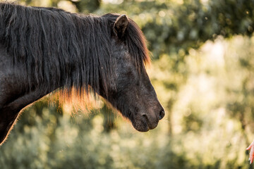 Portrait of a dark bay horse in profile with long mane and warm backlight in a sunlit summer pasture © PIC by Femke