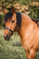 Close-up portrait of a bay horse wearing a leather bridle with flowing black mane in a sunlit grassy pasture © PIC by Femke