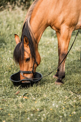 Chestnut horse eating from a black bucket in a sunlit grassy pasture, close-up of head, mane and neck © PIC by Femke