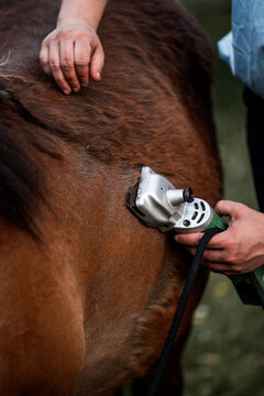 Close-up of hands clipping brown horse coat with electric clippers during grooming at a stable