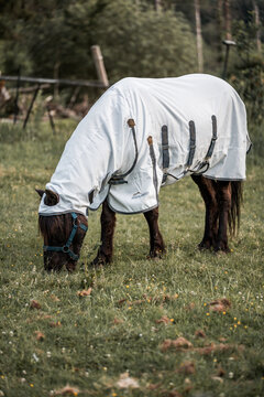 Brown horse wearing white protective fly sheet grazing in grassy paddock with wooden fence and trees