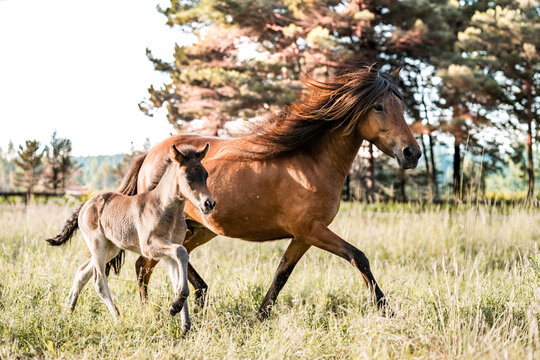 Brown mare and her foal running across a sunlit grassy pasture with pine trees and a wooden fence